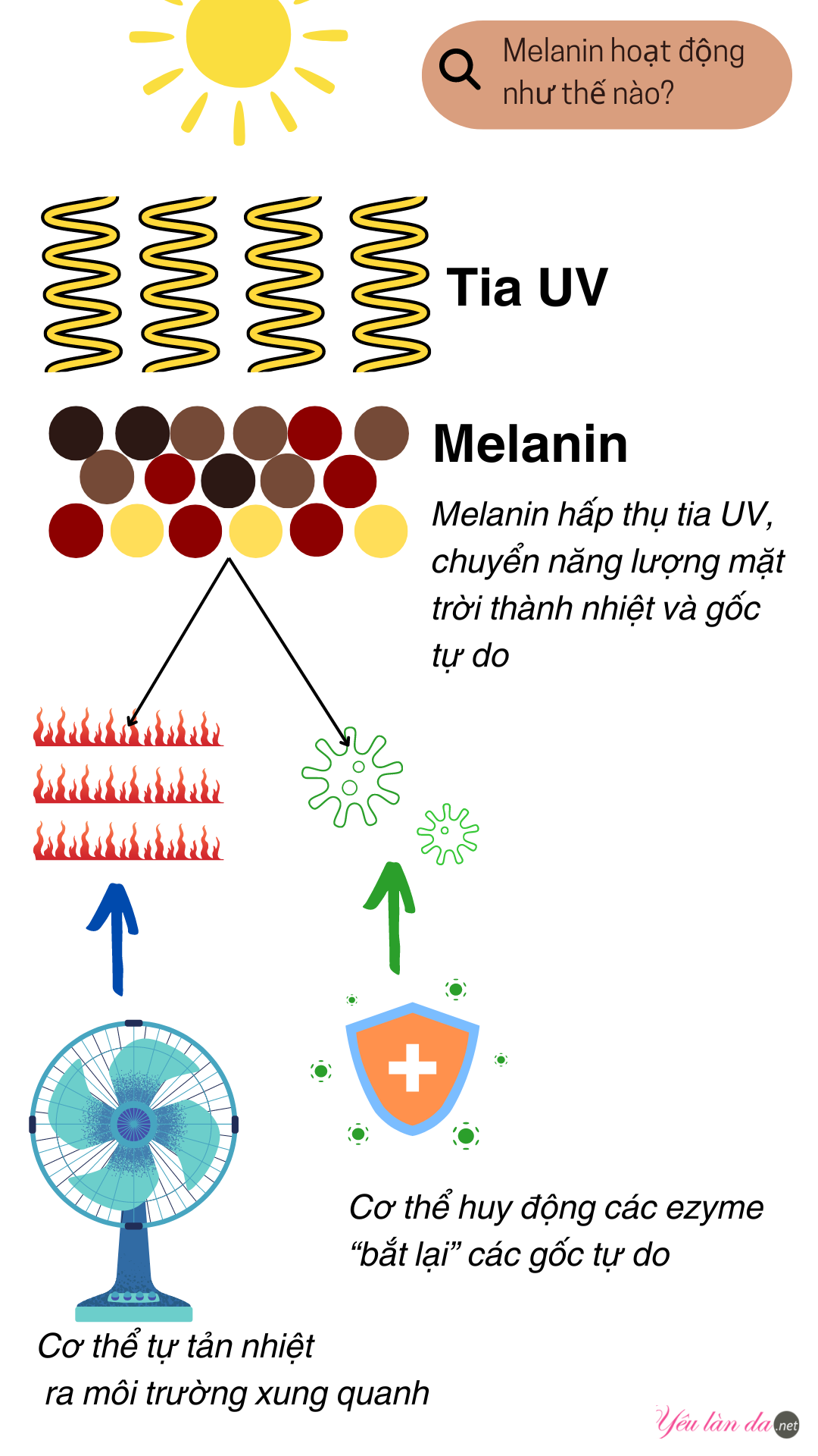 melanin hoat dong nhu the nao